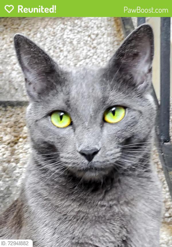 Reunited Male Cat last seen Near Pollard Rd, Los Gatos, CA 95032, USA, Los Gatos, CA 95032