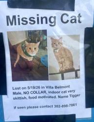 Lost Male Cat last seen South College Ave , Newark, DE 19713