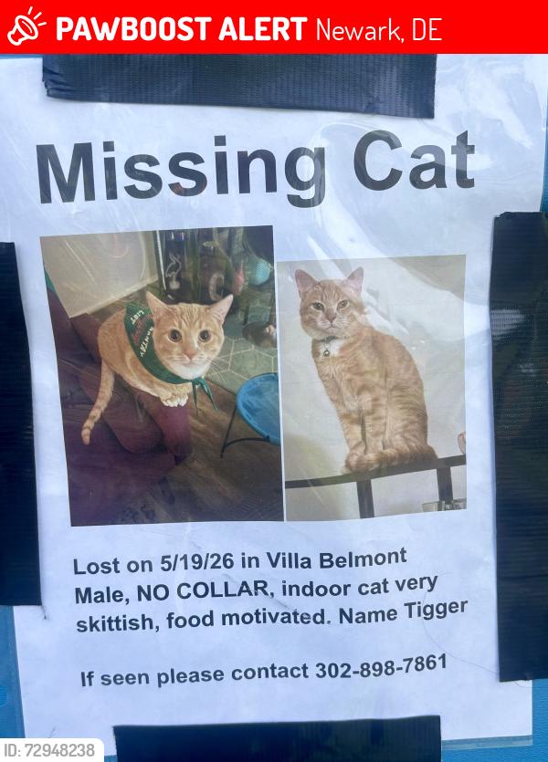 Lost Male Cat last seen South College Ave , Newark, DE 19713