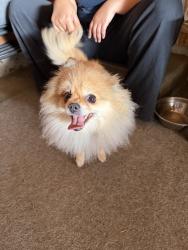 Reunited Unknown Dog last seen Brookdale Rd E, Parkland, WA, USA, Parkland, WA 98445