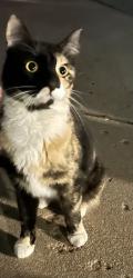 Reunited Female Cat last seen 132nd & Huron in s, Westminster, CO 80234