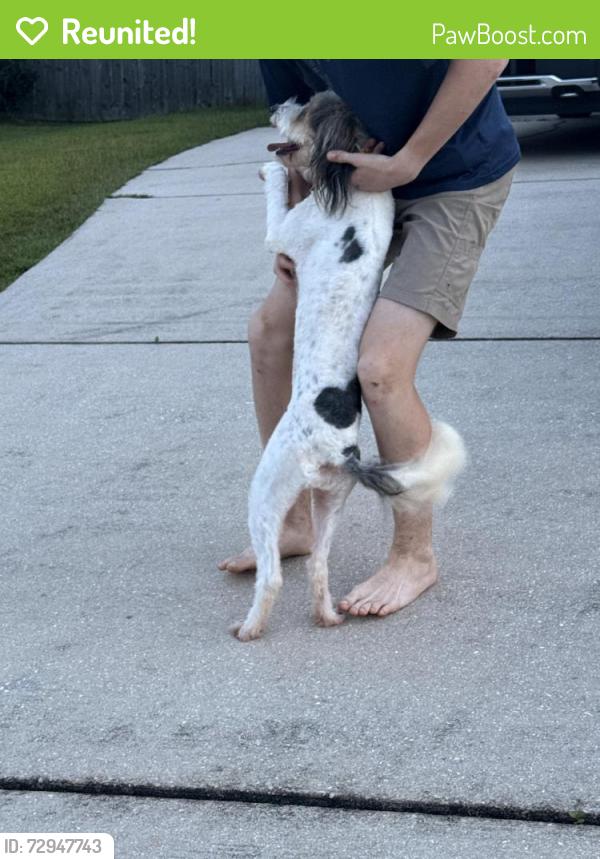 Reunited Unknown Dog last seen Jeff Hamilton and Snow Rd, Mobile, AL 36695