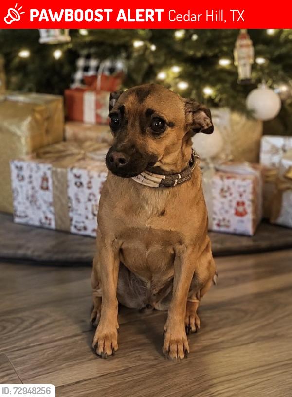 Lost Female Dog last seen Lakeview dr. Belt line /67, Cedar Hill, TX 75104