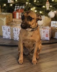 Lost Female Dog last seen Lakeview dr. Belt line /67, Cedar Hill, TX 75104