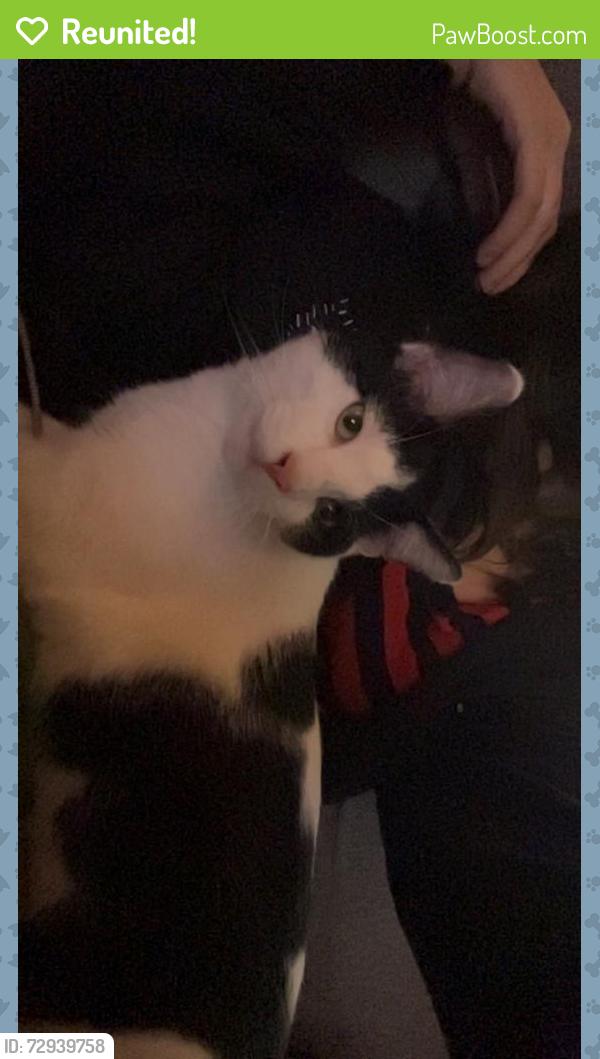 Reunited Male Cat last seen Papa johns, Urbana, IL 61801