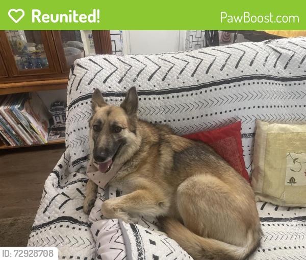 Reunited Female Dog last seen Alvernon & Ft. Lowell, Tucson, AZ 85712