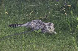 Lost Male Cat last seen Near AVE 71 Street , Edmonton, AB T5Z 0M5