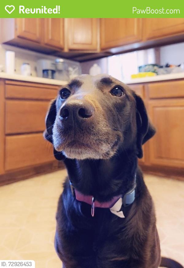 Reunited Female Dog last seen Near Albany Ave, Hot Springs, SD 57747