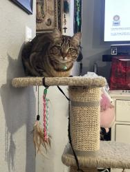 Lost Female Cat last seen 4th and k St, Colton, CA 92324