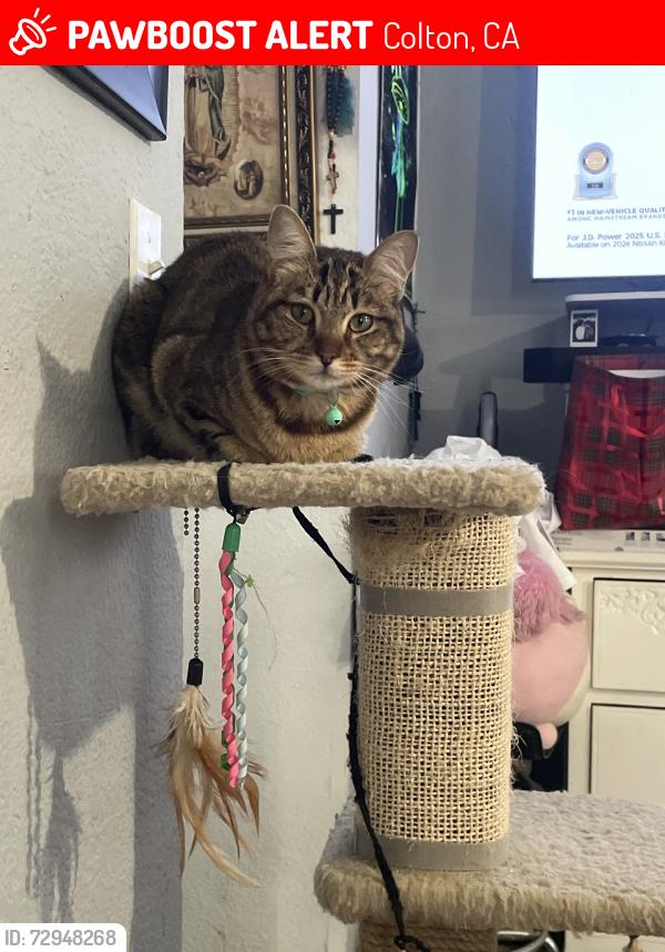 Lost Female Cat last seen 4th and k St, Colton, CA 92324