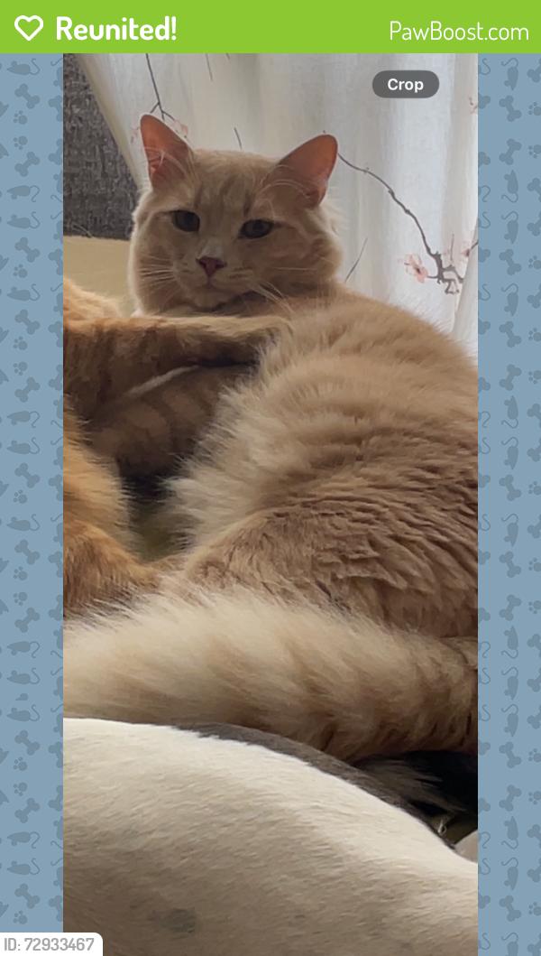 Reunited Male Cat last seen Craig Henry/Sovereign, Ottawa, ON K2G 4M7