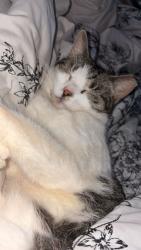 Reunited Male Cat last seen Duncan Rd, Travelers Rest, SC 29690, USA, Travelers Rest, SC 29690