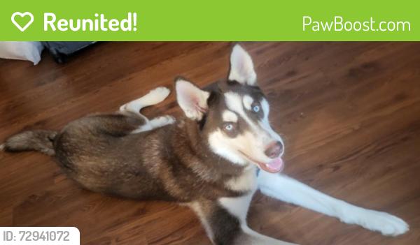 Reunited Male Dog last seen Near old Jefferson off antioch, Baton Rouge, LA 70817