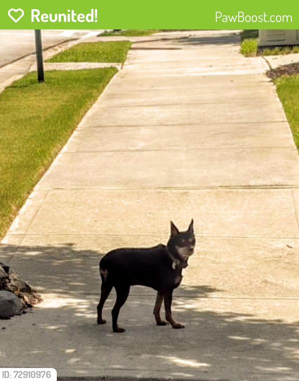 Reunited Female Dog last seen Drew Dr & Johnson Rd.   3 blocks from Shirley Clark Franklin Park, Atlanta, GA 30318