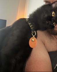Lost Female Cat last seen Twins Lake Drive and Paces Ferry Road, Atlanta, GA 30339
