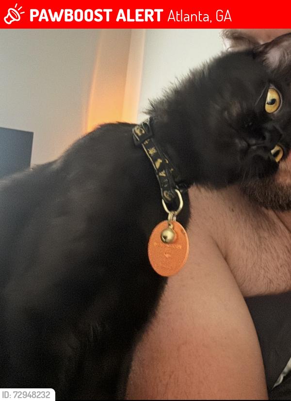 Lost Female Cat last seen Twins Lake Drive and Paces Ferry Road, Atlanta, GA 30339