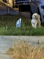 Lost Male Dog last seen 18th and Cimarron, Los Angeles, CA 90019