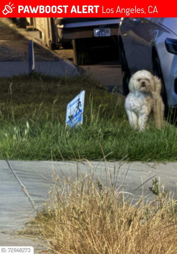 Lost Male Dog last seen 18th and Cimarron, Los Angeles, CA 90019