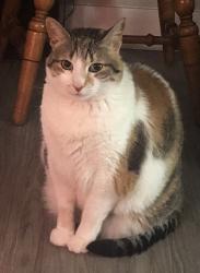 Lost Female Cat last seen Canyon Crest and Central, Riverside, CA 92507