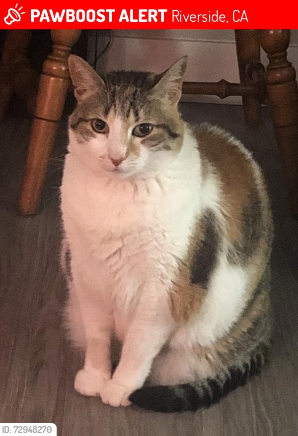 Lost Female Cat last seen Canyon Crest and Central, Riverside, CA 92507