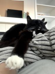 Reunited Male Cat last seen Near silver meadow lane, Parker, CO 80138