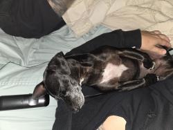 Reunited Male Dog last seen 17th and Peoria, Aurora, CO 80010