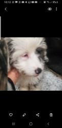 Lost Female Dog last seen Near St & Murray, Queens, NY 11354