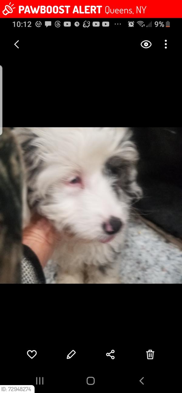 Lost Female Dog last seen Near St & Murray, Queens, NY 11354