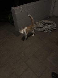 Found/Stray Unknown Cat last seen N Holmes ave & 10th st , Indianapolis, IN 46222