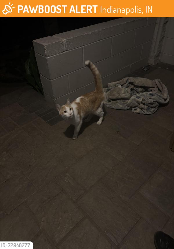Found/Stray Unknown Cat last seen N Holmes ave & 10th st , Indianapolis, IN 46222