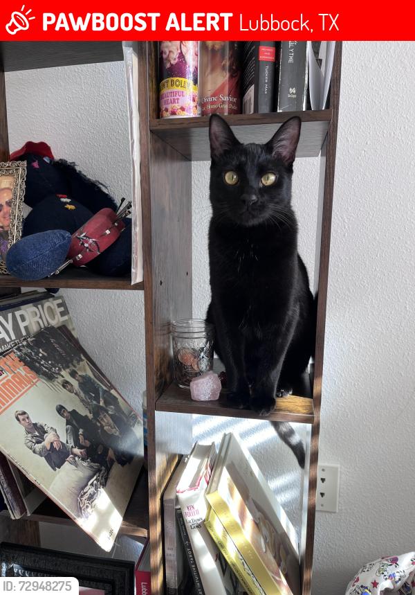 Lost Female Cat last seen Dover st, Chicago St, 96th, Lubbock, TX 79424