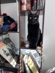 Lost Female Cat last seen Dover st, Chicago St, 96th, Lubbock, TX 79424