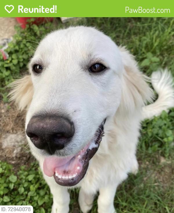 Reunited Male Dog last seen Ridge Mile, Crownwood neighborhood , San Antonio, TX 78239