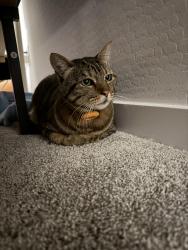 Reunited Unknown Cat last seen Eastmark , Mesa, AZ 85212
