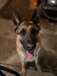 Reunited Male Dog last seen 4th Street and Candelaria , Albuquerque, NM 87107