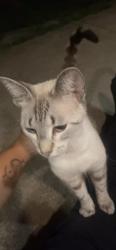 Reunited Unknown Cat last seen The Place at Grand Lagoon, Panama City Beach, FL 32408