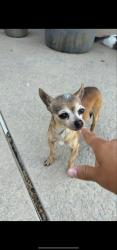 Lost Female Dog last seen Florin and Lindale Drive , Florin, CA 95828