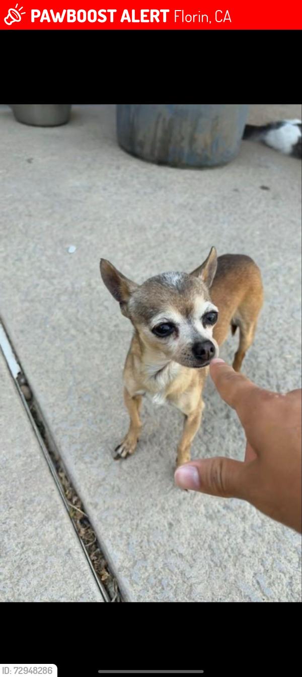 Lost Female Dog last seen Florin and Lindale Drive , Florin, CA 95828