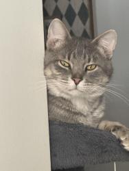 Lost Male Cat last seen 61st and 257th Broken Arrow,OK, Wagoner County, OK 74014