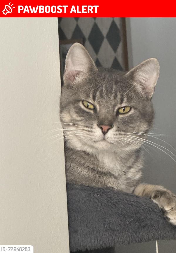 Lost Male Cat last seen 61st and 257th Broken Arrow,OK, Wagoner County, OK 74014