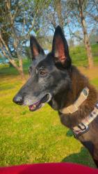 Reunited Female Dog last seen West Union, West Union, SC 29696