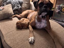 Lost Female Dog last seen 4th, Spokane Valley, WA 99016