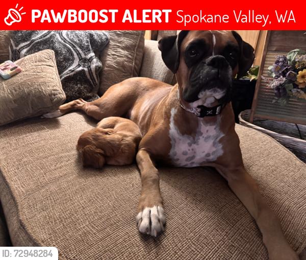 Lost Female Dog last seen 4th, Spokane Valley, WA 99016