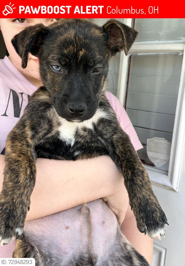 Lost Male Dog last seen West broad, Columbus, OH 43204