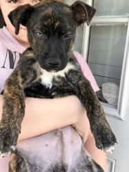 Lost Male Dog last seen West broad , Columbus, OH 43204