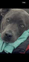 Reunited Male Dog last seen Cottage Cypress, Houston, TX 77433