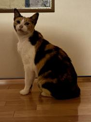 Reunited Female Cat last seen Near County Rd 949B, Alvin, TX 77511