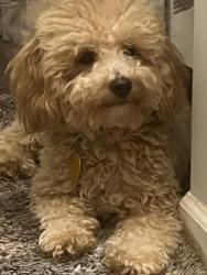 Reunited Male Dog last seen Autumn Ridge Court 61615, Peoria, IL 61615