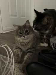 Reunited Female Cat last seen Tuckernuck and Mayland, Henrico County, VA 23294
