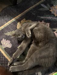 Found/Stray Unknown Cat last seen In Berkeley landing apmt complex, Duluth, GA 30096